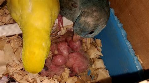 Lineolated Parakeet Feeding YouTube