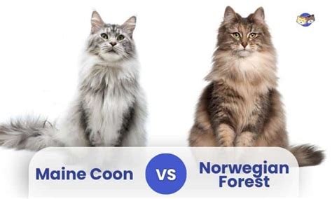 Maine Coon Vs Norwegian Forest Cat Whiskered Wonders