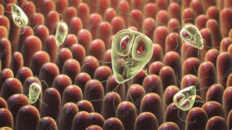 Giardia Lamblia Parasites In Human Intestine Illustration Stock