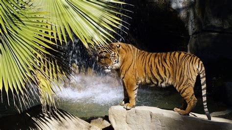 Tiger Is Standing On Rock In Waterfalls Background Hd Tiger Wallpapers
