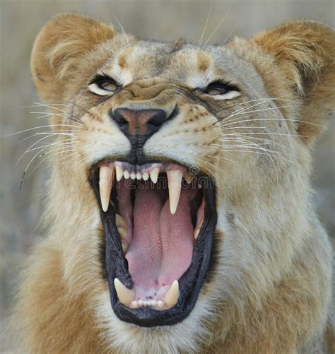 Lioness Showing Teeth Lioness Growl And Showing Her Teeth Affiliate