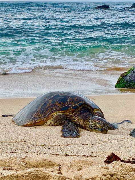 Sea Turtle Nesting Season Is Underway In Hawai‘i Maui Now