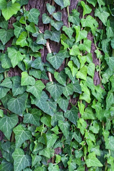 Green Ivy Background Stock Photo Image Of Structure 32692088
