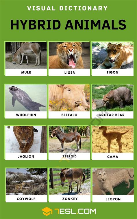 Hybrid Animals List Of Animals Animals Of The World Zoo Animals