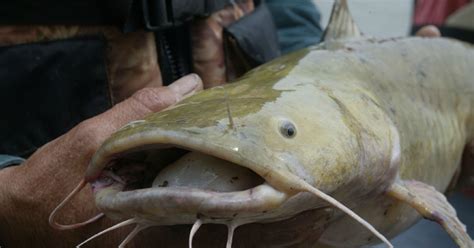 One of my coworkers commissioned me to paint a flathead catfish, so here's the result: Get to know the Flathead catfish