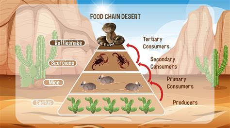 Diagram Showing Desert Food Chain For Education 3234282 Vector Art At