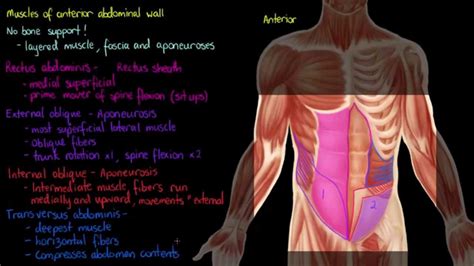 Muscles Of The Anterior Abdominal Wall Youtube
