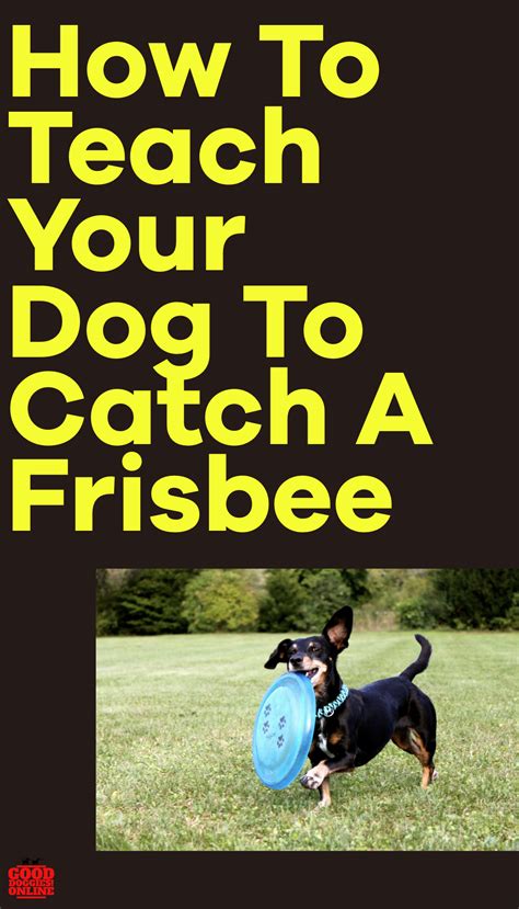 How To Train A Dog To Catch A Frisbee Good Doggies Online Good