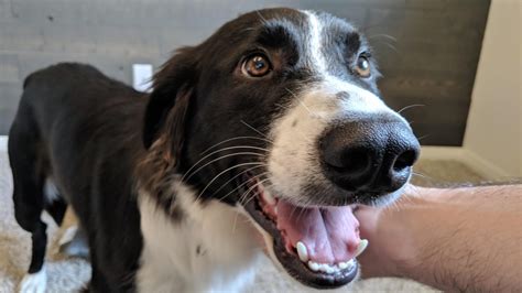 Pixel Border Collie Save And Rescue