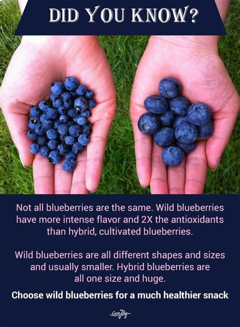 Wild Blueberries Near Me Donnell Logsdon