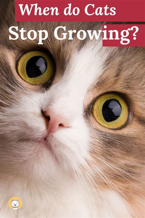 When do they stop growing in height? When Do Cats Stop Growing - Animal Friends