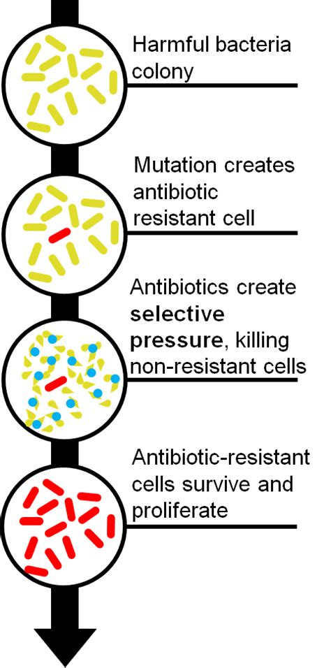 Antibiotic Resistance How To Prevent The Next Public Health Emergency