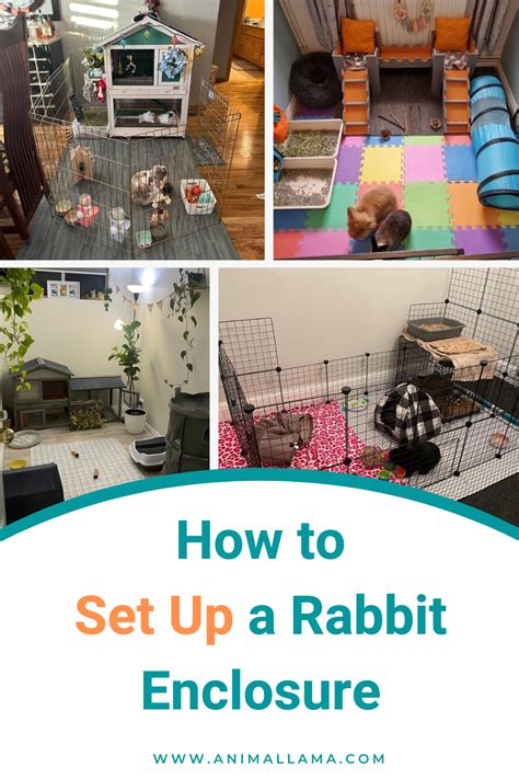 What Do Rabbits Need In Their Cage Artofit