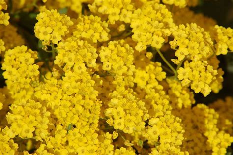 This post may contain affiliate links which means i make a commission if you shop through my links. 10 Best Ground Covers for Full Sun | Deer resistant ...