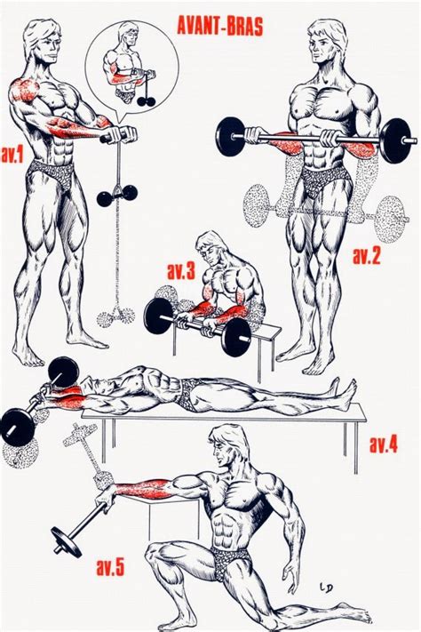 Top33 Video Exercice Musculation Aperçu Bts Cpi