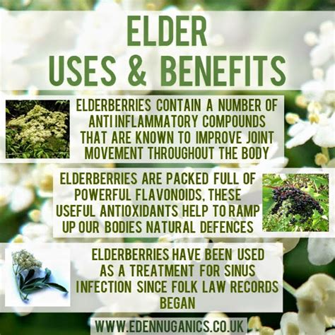 Elderberries themselves are commonly cooked and made into jellies, jams and other preserves. Eden Nuganics Blog: Elder Berries & Flowers - What Are ...