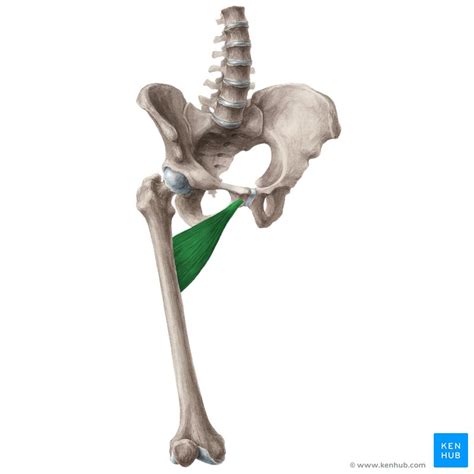 Adductor Brevis Origin Insertion Innervation Actions Kenhub