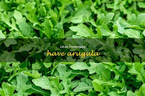 The Surprising Health Benefits Of Arugula For Pet Bunnies | ShunCy