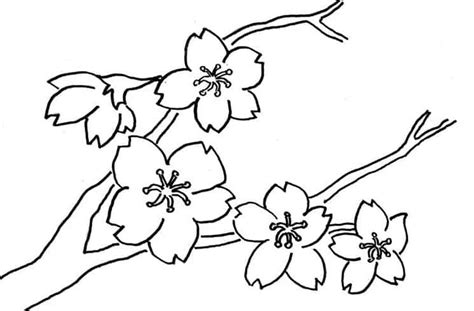 Gambar sketsa bunga mawar termasuk mudah untuk digambar, gambar sketsa ini dapat kamu buat dengan cara melihat langsung bentuk bunga mawar koleksi gambar sketsa bunga sakura indah asal jepang. Sketsa Pemandangan, Sketsa Bunga, dan Sketsa Rumah LENGKAP