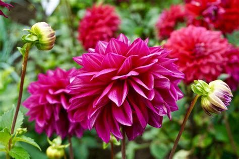 Use them in commercial designs under lifetime, perpetual & worldwide rights. Guide To Visiting IGA Berlin 2017 - The Gardens Of The World