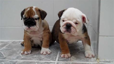 Willamette valley australian bulldogs in beautiful oregon usa!! English bulldog puppies for sale Master & Spot Mauiexpo ...