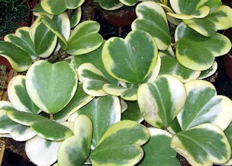 If a plant is grown under pure yellow light, it would not thrive, as it would barely be able to do photosynthesis. How to grow and care Hoya plants | Growing Wax plants