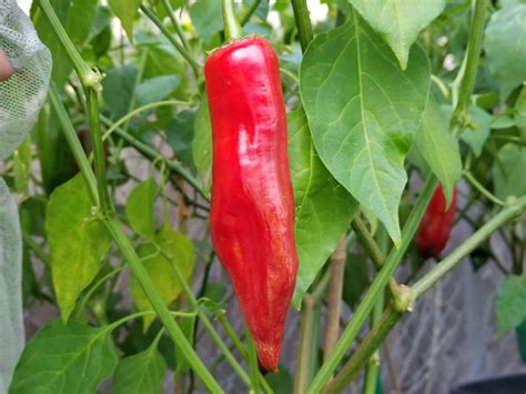Aji Asta De Buey Rojo Pepper Seeds Super Hot Chiles Stuffed Peppers