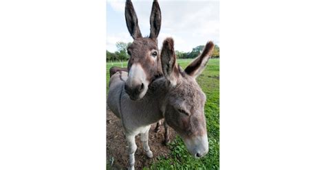 Island Farm Donkey Sanctuary Oxfordshire