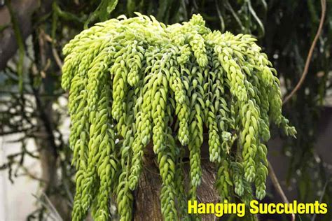 It is also easily propagated. Hanging Succulents: Top Hanging Succulent Plants [WITH ...