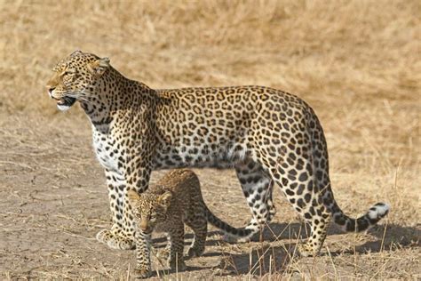 African Leopard And Cub Stock Image Image Of Africa 64440027