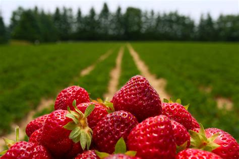 The Strawberry Festival Happens This Sunday At Beaver Lake