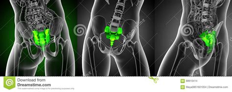 Sacrum Bone Stock Illustration | CartoonDealer.com #88893868
