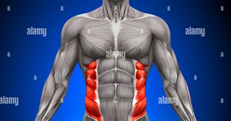 Abdominal Muscle Anatomy Male - Anatomy Of The Abdomen And Groin Saint