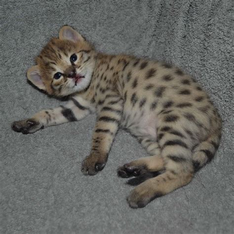 F2 Savannah Kitten being cute as a button | Savannah ...