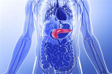 What Is The Pancreas And What Does It Do