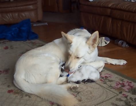 White German Shepherd adopts cute newborn Pygmy goat