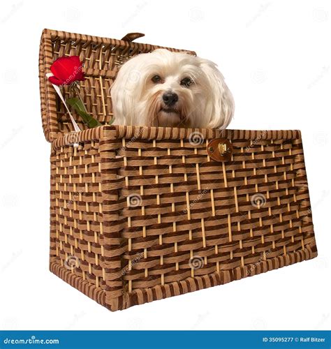 Dog In Basket Stock Image Image Of Wicker Basket Opened 35095277
