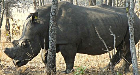 Institute of architects of zimbabwe conquenar 256 samora machel avenue east p.o. Rhino tracking : Zimbabwe Holiday Architects