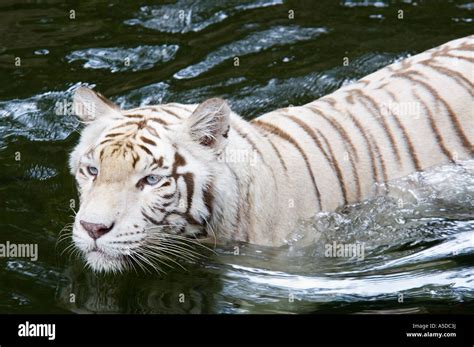 Stock Photo Of A Swimming White Tiger A Bengal Tiger Without The Normal