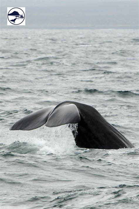 Whale Watching Snaefellsnes (With images) | Whale, Whale watching, Whale watching iceland