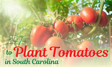 When To Plant Tomatoes In South Carolina 2 Seasons