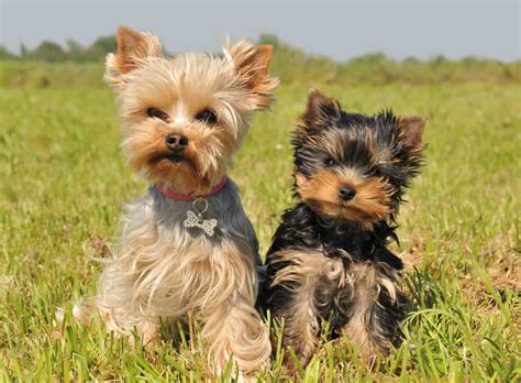 What is the best food for your chihuahua? Best Dog Food for Yorkipoo 2021: The Healthiest Choices!