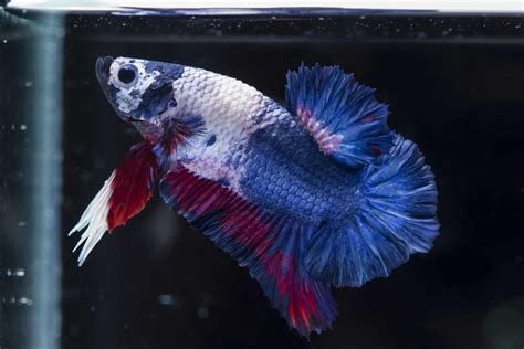 Why Is My Betta Losing Color Symptoms Solutions 2023