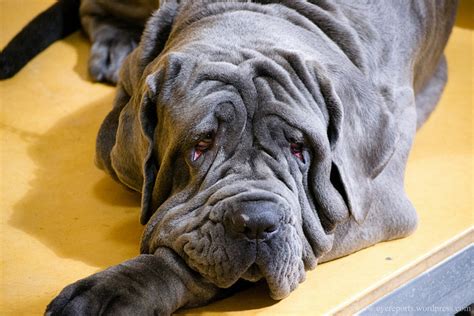 5 Dog Breeds With The Most Adorable Wrinkles