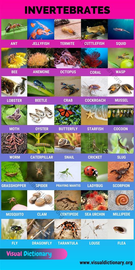 Invertebrates: 40 Great List of Animals that Are Invertebrates