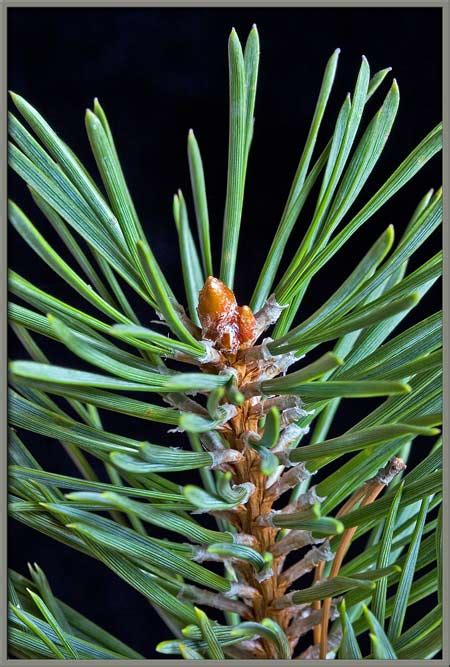 A Close Up View Of The Scots Pine