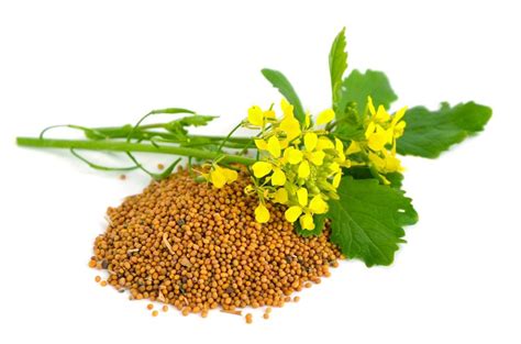 Mustard Seeds Facts Health Benefits And Nutritional Value