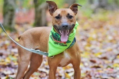 We did not find results for: Pin on Adoptable Dogs