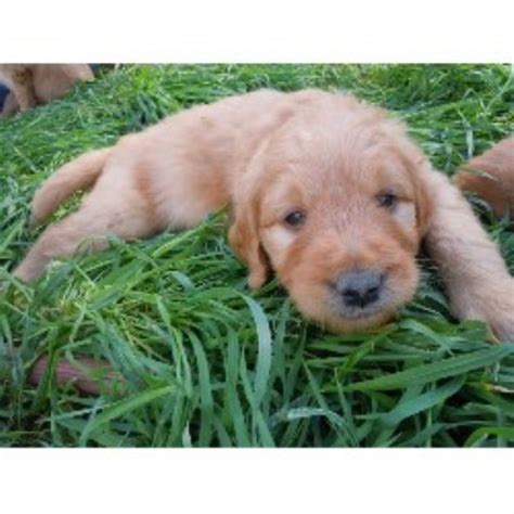 Find your perfect puppy at puppyfind.com! TlC Goldendoodles, Goldendoodle Breeder in San Diego ...