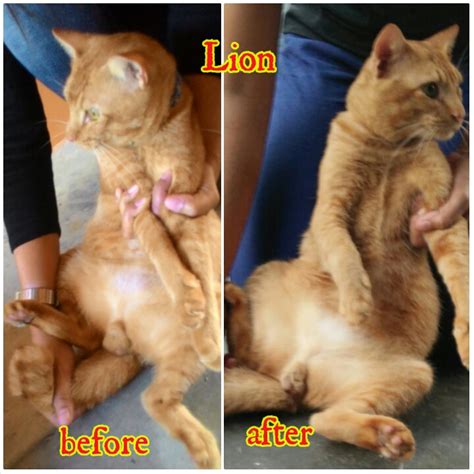 Neutering Aid For 2 Cats In Johor Bahru Norsyahidah Bt Yeps